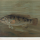 Illustration for article titled Fishes of North America That are Captured on Hook and Line
